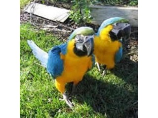 Blue and Gold Macaw parrots male and female for sale Umm Al Quwain