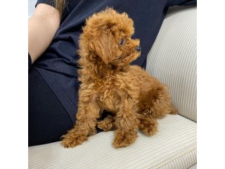 Poodle puppies here for Sale