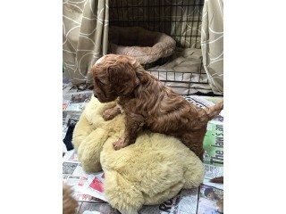 Heres our beautiful litter of cockapoo puppies.