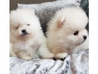 Lovely pomeranian puppies