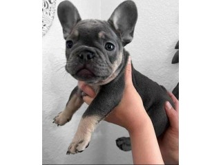 Adorable French bull